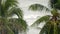 Tropical beach palm coconut trees
