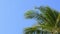 Tropical beach palm leaves coconut tree  swaying in wind on clear blue sky summer background