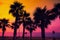 Tropical beach with palm trees at sunset