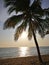 Tropical beach scene with palm cocunut tree and ocen