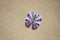 Tropical beach sea violet shell