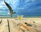 Tropical beach  Seagull glass of juice  on wooden table top at beach resort   sea landscape ,blue sky,marine water sunny day rel