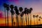 Tropical Beach sunset with hight Palm trees sihouette in California