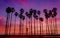Tropical Beach sunset with hight Palm trees sihouette in California