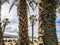 Tropical beach view with early morning light and nobody on the sands or over sun beds and umbrellas - beautiful concept of summer