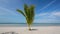 Tropical beach with young palm tree. swaying leaves on a wind