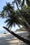Tropical beaches in Chiriqui Panama, Palm tree, white sandy beaches and cristal clear blue water