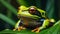 tropical beautiful tree frog