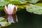 Tropical beautiful water lily in full blow on a tranquil water surface with clear and meditative reflection shows zen meditation