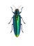 Tropical beetle Chrysochroa