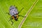 Tropical Beetle, Tropical Rainforest, Costa Rica