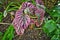 Tropical `Begonia Brevirimosa` plant with pink variegation that occurs naturally and green stripes