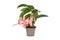 Tropical `Begonia Tamaya` houseplant with pink flowers in pot on white background