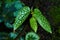 Tropical `Begonia Tamaya` plant with long narrow leaves and white polka dot pattern