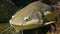 Tropical big Redtail catfish in their natural habitat