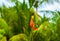 Tropical bird on banana flower closeup. Olive-back sunbird on exotic plant.