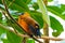 Tropical Bird Capuchinbird Or Calfbird - Perissocephalus Tricolor In The Rainforest. Bird is sitting on tree trunk