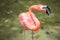 Tropical bird close-up.