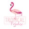 Tropical Bird. Flamingo Background. Summer Design