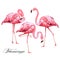 Tropical Bird Flamingos.