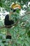 Tropical bird Hornbill Toucan on a branch with green leaves, with big colourful beak in natural outdoor Zoo, Thailand.