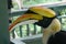 Tropical bird Hornbill Toucan sitting on a wooden fence, with big colourful beak in natural outdoor Zoo, Thailand.