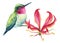 Tropical bird, hummingbird sits on a pink lily flower, white isolated background, watercolor hand drawn