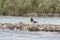 tropical bird with orange beak standing on oyster bed with marsh background in charleston south carolina