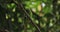 Tropical Bird, Parrot Alexandrine Parakeet on a Tree Branch