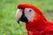 Tropical bird, parrot in the Amazon Jungle, Ara red