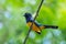 Tropical bird perched on a wire with forest blurred in the background.