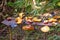 Tropical Bird Table, Tobago