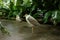 Tropical bird with white and grey feather on concrete floor