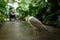 Tropical bird with white and grey feather on concrete floor