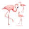 Tropical birds collection. Pink flamingos set. Fashion summer print bundle. Elements for invitation card and your