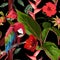 Tropical birds parrot, exotic jungle plants, leaves, red flowers abstract seamless black background.