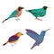 Tropical birds set. Exotic fauna. Isolated elements.