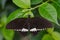 Tropical black butterfly resting on the leaf.