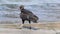 Tropical Black Vulture on Botafogo Beach Rio de Janeiro Brazil