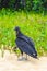 Tropical Black Vulture on Mangrove Pouso Beach Ilha Grande Brazil