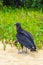 Tropical Black Vulture on Mangrove Pouso Beach Ilha Grande Brazil