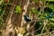 Tropical black and white bird on a tree branch