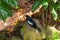 Tropical black and white bird on a tree branch