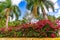 Tropical Bliss: Palms and Bougainvillea Against Blue Skies in Yucatan