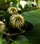 Tropical blooming sphere flower