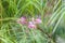 Tropical blooming spider flower