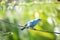 Tropical blue bird perched on a branch singing in the morning sun
