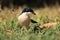 The tropical boubou Laniarius aethiopicus or ethiopian boubou sitting in the grass