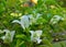 Tropical bougainvillea white flowers