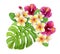 Tropical bouquet of hibiscus roses, frangipani and monstera palm leaf. Exotic floral composition of natural leaves and flowers